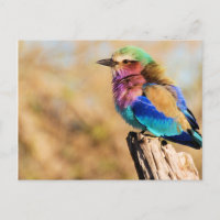 Pájaro africano colorido de rollo lilaco