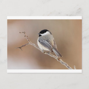 Postal Festiva Pájaro cardinal en invierno