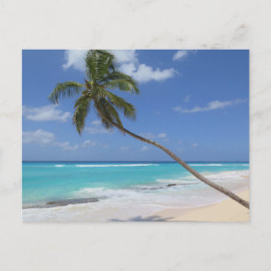 Postal Festiva Palmera Barbados