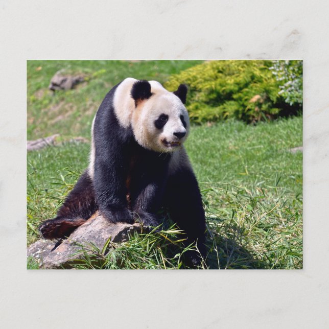 Postal Festiva Panda gigante sentado sobre una piedra (Anverso)