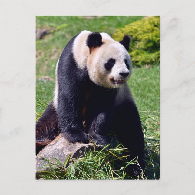 Postal Festiva Panda gigante sentado sobre una piedra (Anverso)