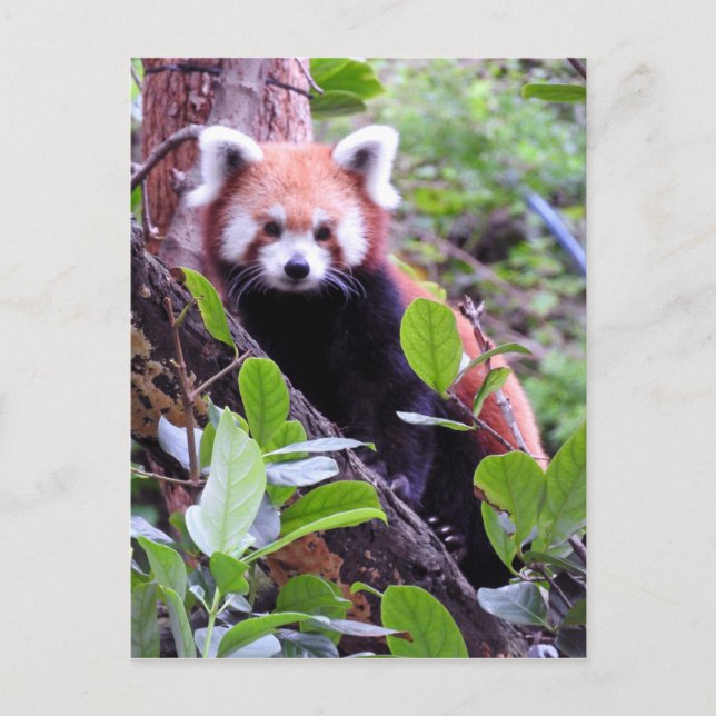 Postal Festiva Panda rojo (Anverso)
