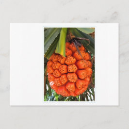 Postal Festiva Pandanus Marino Exótico - Costero Tropical Raro Co