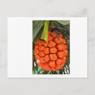 Postal Festiva Pandanus Marino Exótico - Costero Tropical Raro Co