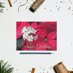 Postal Festiva Papel blanco y Floral de Poinsettia Roja