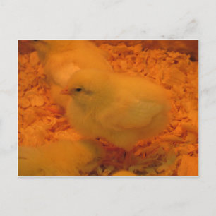 Postal Festiva Pascua