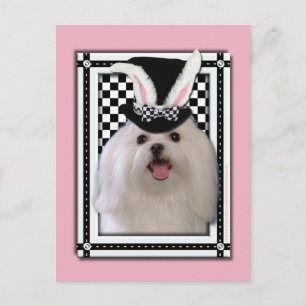 Postal Festiva Pascua - algún conejito le ama - maltesa