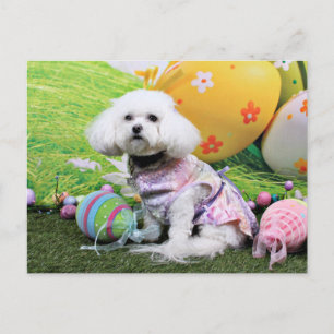 Postal Festiva Pascua - Bichon Frise - Mia