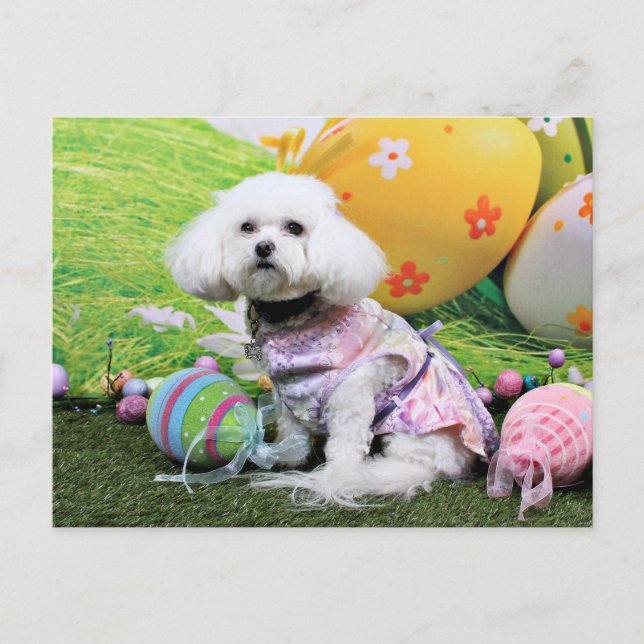 Postal Festiva Pascua - Bichon Frise - Mia (Anverso)