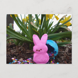 Postal Festiva Pascua Bungalow Primavera animal Amor por la paz r