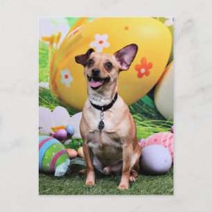 Postal Festiva Pascua - Chipin Rockwell - Chihuahua Rambo