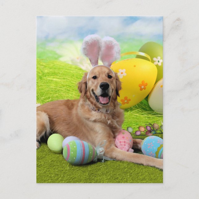 Postal Festiva Pascua - Golden Retriever - Frank (Anverso)