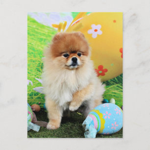 Postal Festiva Pascua - Pomerania - Dexter