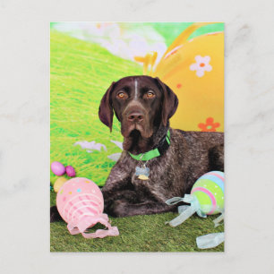 Postal Festiva Pascua - Puntero alemán Shorthair - Kaiser