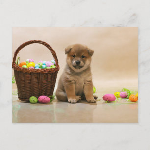 Postal Festiva Pascua Shiba Inu
