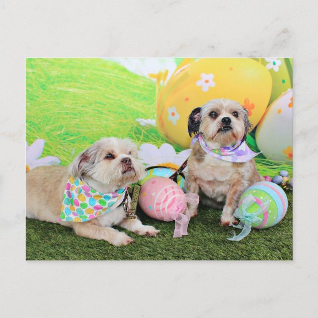 Postal Festiva Pascua - Shih Tzu - Clementine y Winston (Anverso)