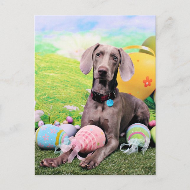Postal Festiva Pascua - Weimaraner - Ben (Anverso)