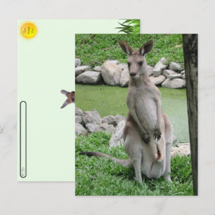 Postal Festiva Paso a paso: Canguro con Joey Postcard