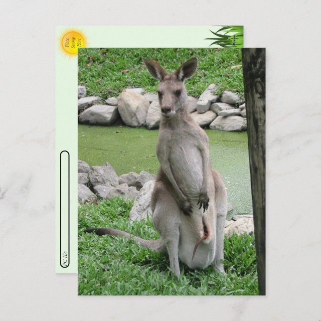 Postal Festiva Paso a paso: Canguro con Joey Postcard (Anverso / Reverso)