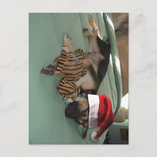 Postal Festiva Pastor alemán con Santa Hat (Anverso)