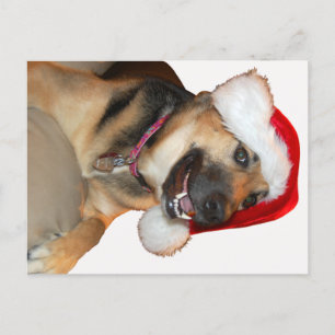 Postal Festiva Pastor alemán con un Gorra de Santa Claus