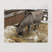 Pequeños Navidades de burro