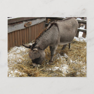 Postal Festiva Pequeños Navidades de burro
