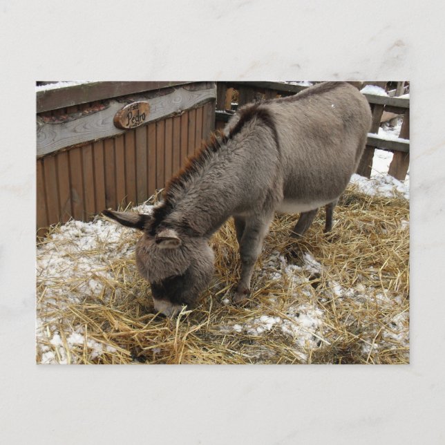 Postal Festiva Pequeños Navidades de burro (Anverso)