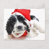 Perrito blanco y negro que lleva el equipo de