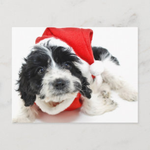 Postal Festiva Perrito blanco y negro que lleva el equipo de