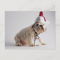 Perrito del bulldog que lleva el gorra de Santa