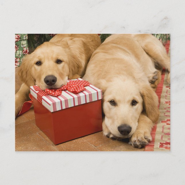 Postal Festiva Perritos del golden retriever con el regalo del (Anverso)