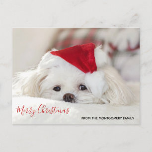 Postal Festiva Perro blanco lindo en un Gorra de Navidades rojos