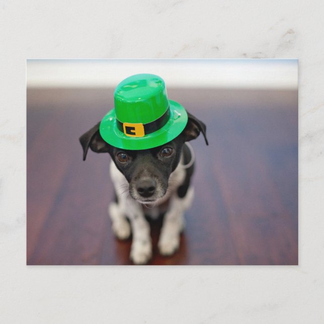 Postal Festiva Perro Chihuahua, el Día del Patrick (Anverso)
