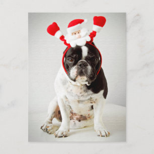 Postal Festiva Perro con la cabeza de santa