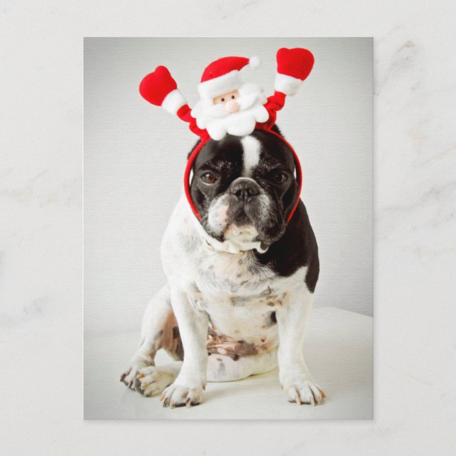 Postal Festiva Perro con la cabeza de santa (Anverso)