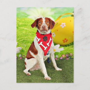 Postal Festiva Perro de aguas de Pascua - de Bretaña - Elliott