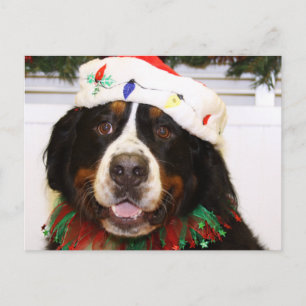 Postal Festiva Perro de Grover - de montaña de Bernese