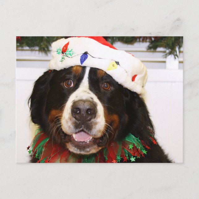 Postal Festiva Perro de Grover - de montaña de Bernese (Anverso)