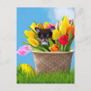 Postal Festiva Perro de la chihuahua de Pascua
