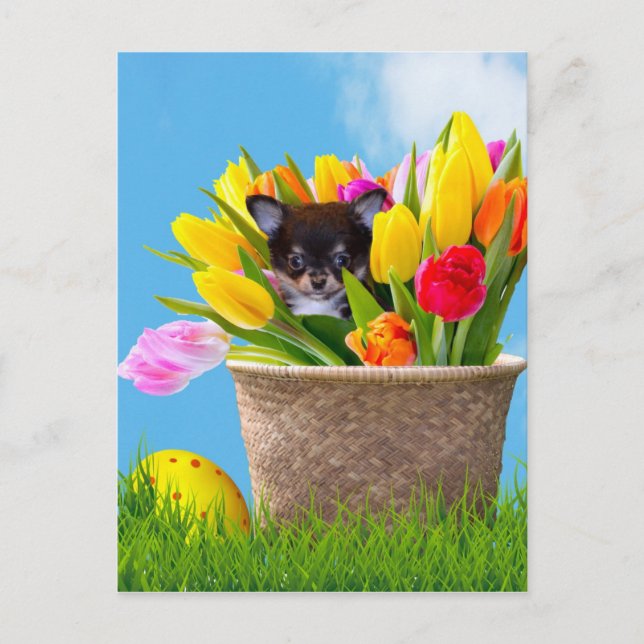 Postal Festiva Perro de la chihuahua de Pascua (Anverso)