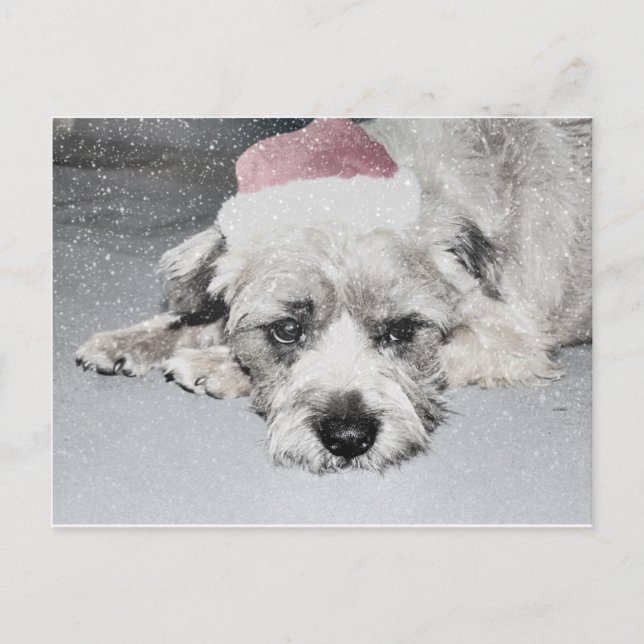 Postal Festiva Perro de pequeños navidades tristes (Anverso)
