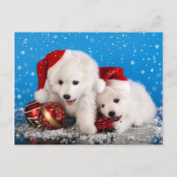 Perro de Pomerania blanco de Pomeranian de los