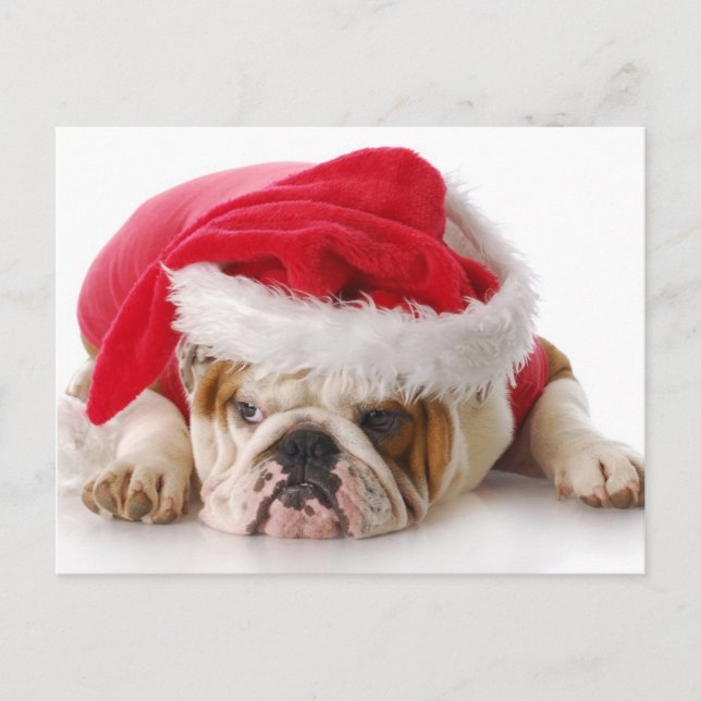 Postal Festiva Perro de Santa (Anverso)