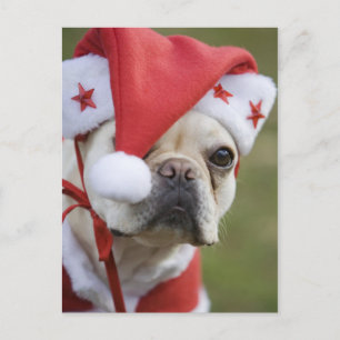 Postal Festiva Perro en traje del día de fiesta