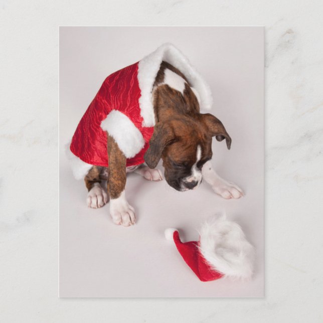 Postal Festiva Perro en un traje de Santa (Anverso)