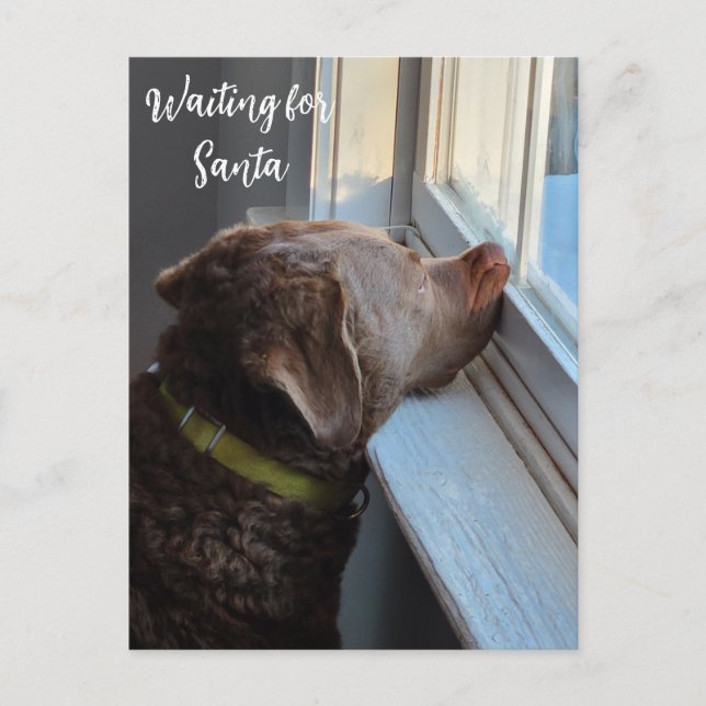 Postal Festiva Perro esperando a Santa María (Anverso)