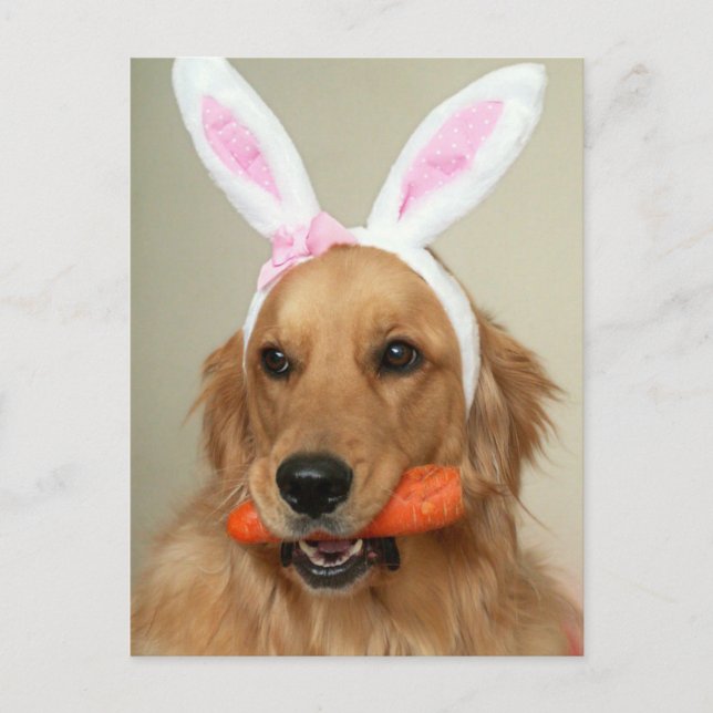 Postal Festiva Perro SIlly Golden Retriever con orejas de conejo  (Anverso)