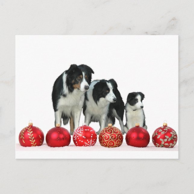 Postal Festiva Perros collie de frontera con adornos navideños ro (Anverso)