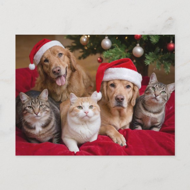 Postal Festiva Perros y gatos de Navidades cortos (Anverso)